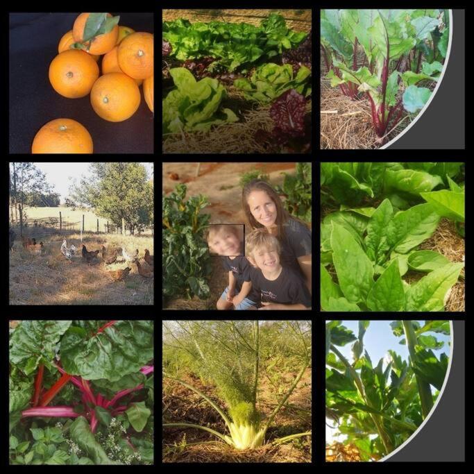 Upmarket Off Grid Cottage On Organic Farm In Secure Estate โฮวิค ภายนอก รูปภาพ